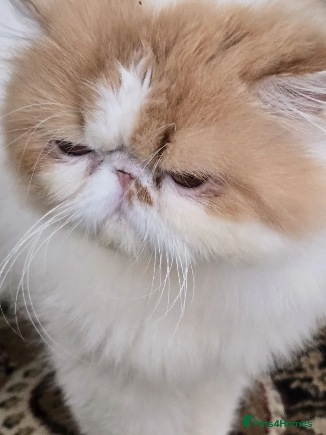 Persian cats for sale: Pedigree Persian CFA Champion Male For Loving Home - Advert 5
