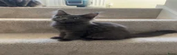 Maine Coon cats for sale: GCCF/Russian Champions BLUE SMOKE Kitten - Advert 3
