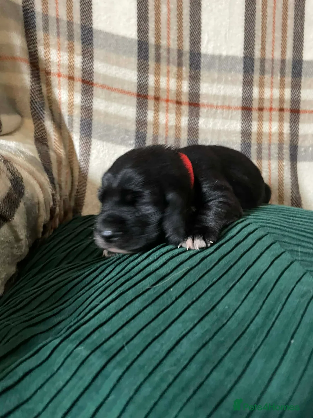 Mixed Breed dogs for sale: Basset hound x basset retriever  - Advert 2