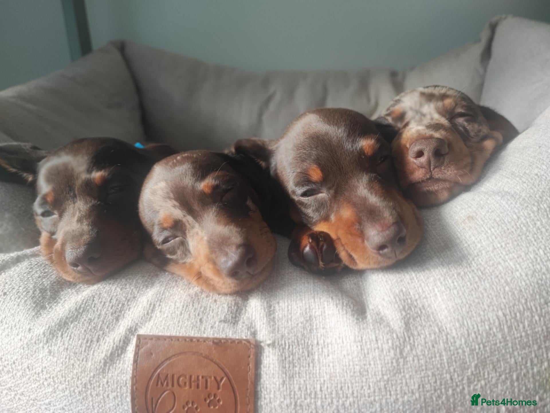 Dachshund dogs for sale: Dachshund puppies  - Advert 2