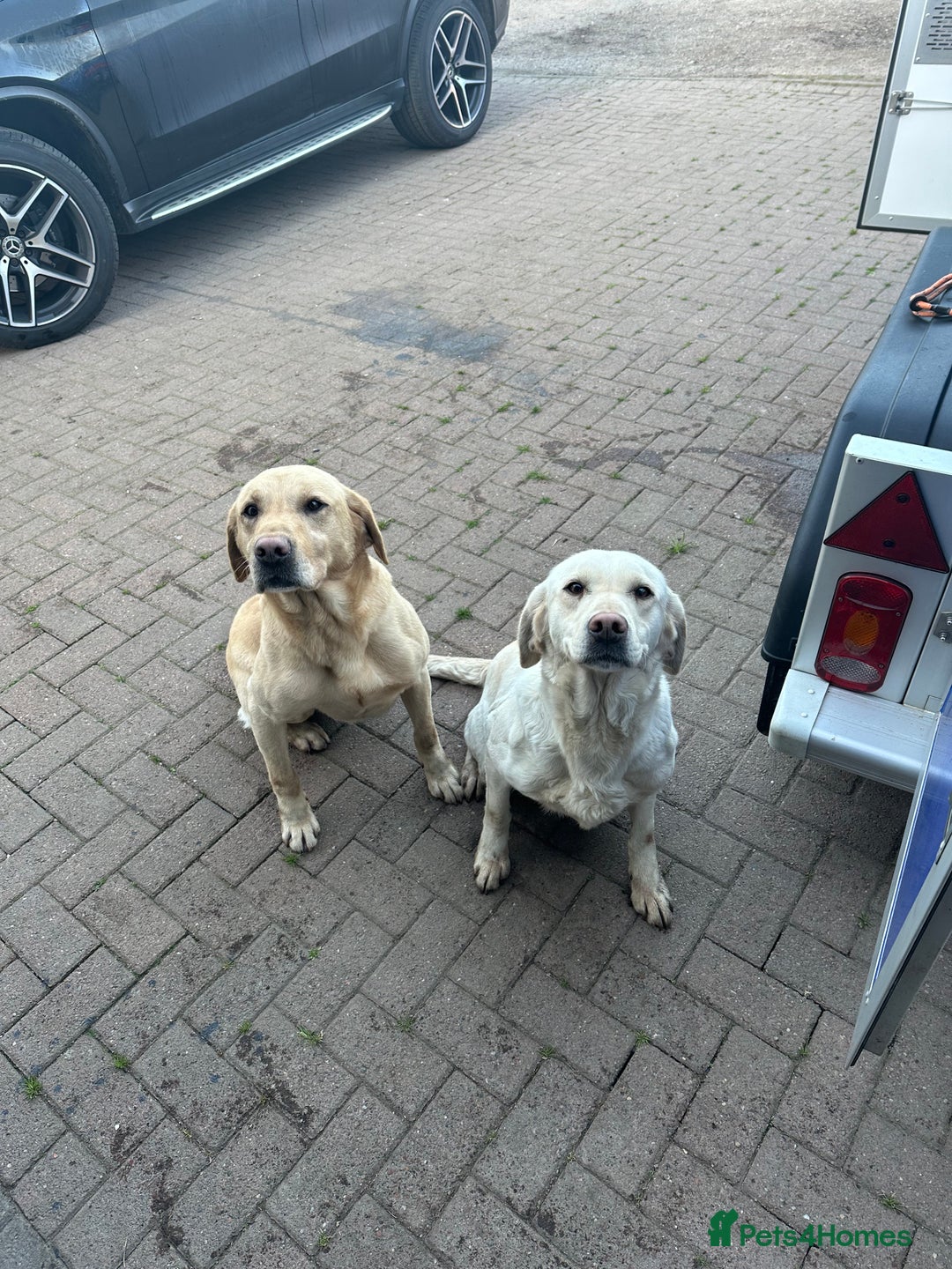 Labrador Retriever dogs for sale: Labrador  - Image 7