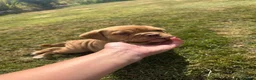 Olde English Bulldogge dogs for sale: Olds Tyme English bulldog puppy  - Advert 9