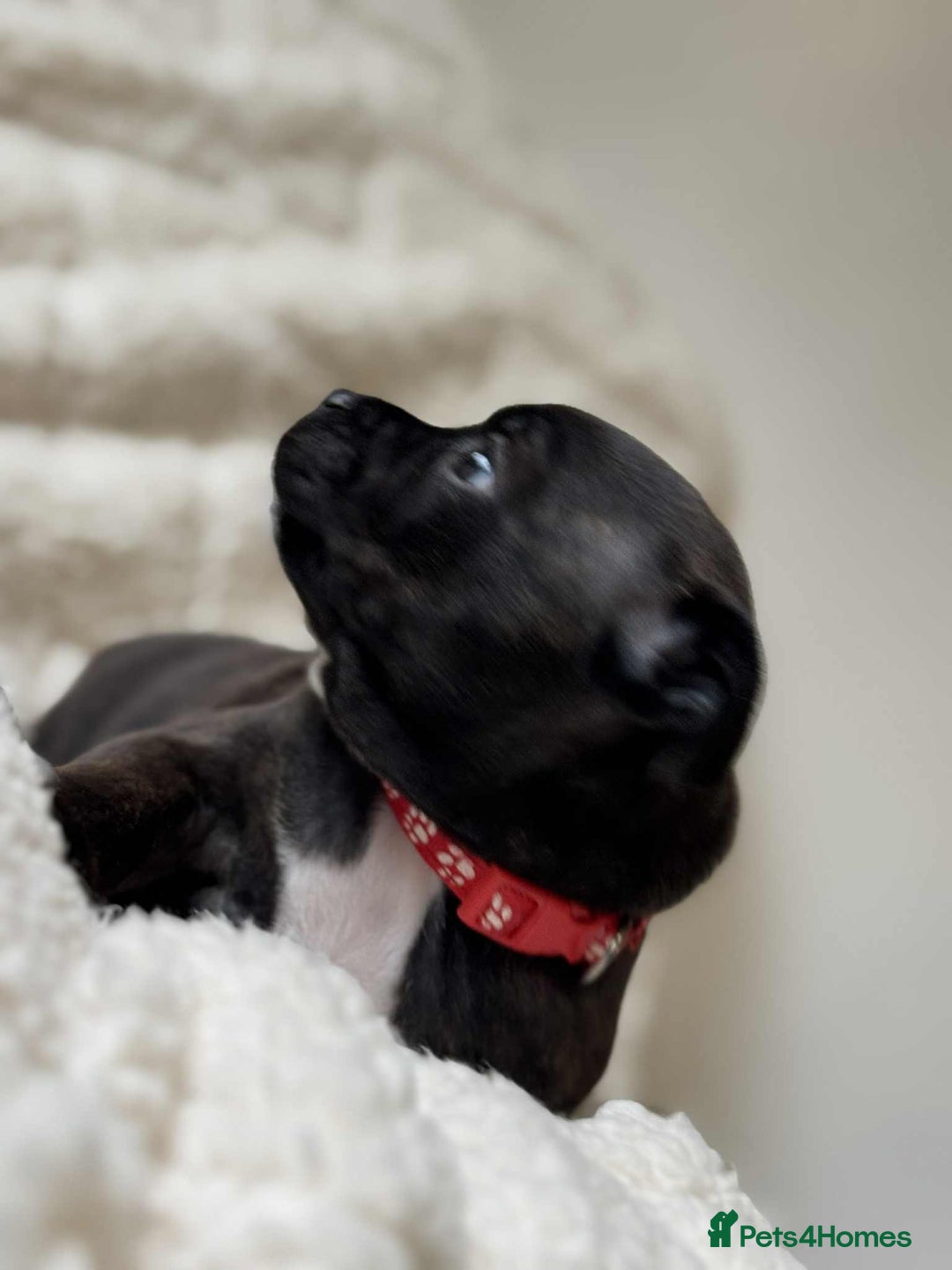 Staffordshire Bull Terrier dogs for sale: Kc registered Staffordshire bull terriers - Advert 8