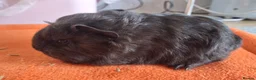 Guinea Pig rodents for sale: Two male guinea  in Ashford - Advert 3
