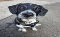 Borador dogs for sale: 6 Month Old Borador - Sad Sale - Image 5