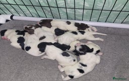 Sprocker dogs for sale: Adorable Chunky Sprocker Spaniel Pups - Image 14