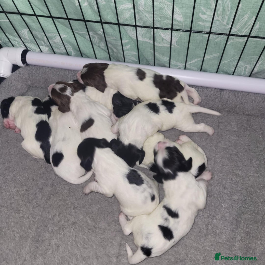 Sprocker dogs for sale: Adorable Chunky Sprocker Spaniel Pups - Image 14