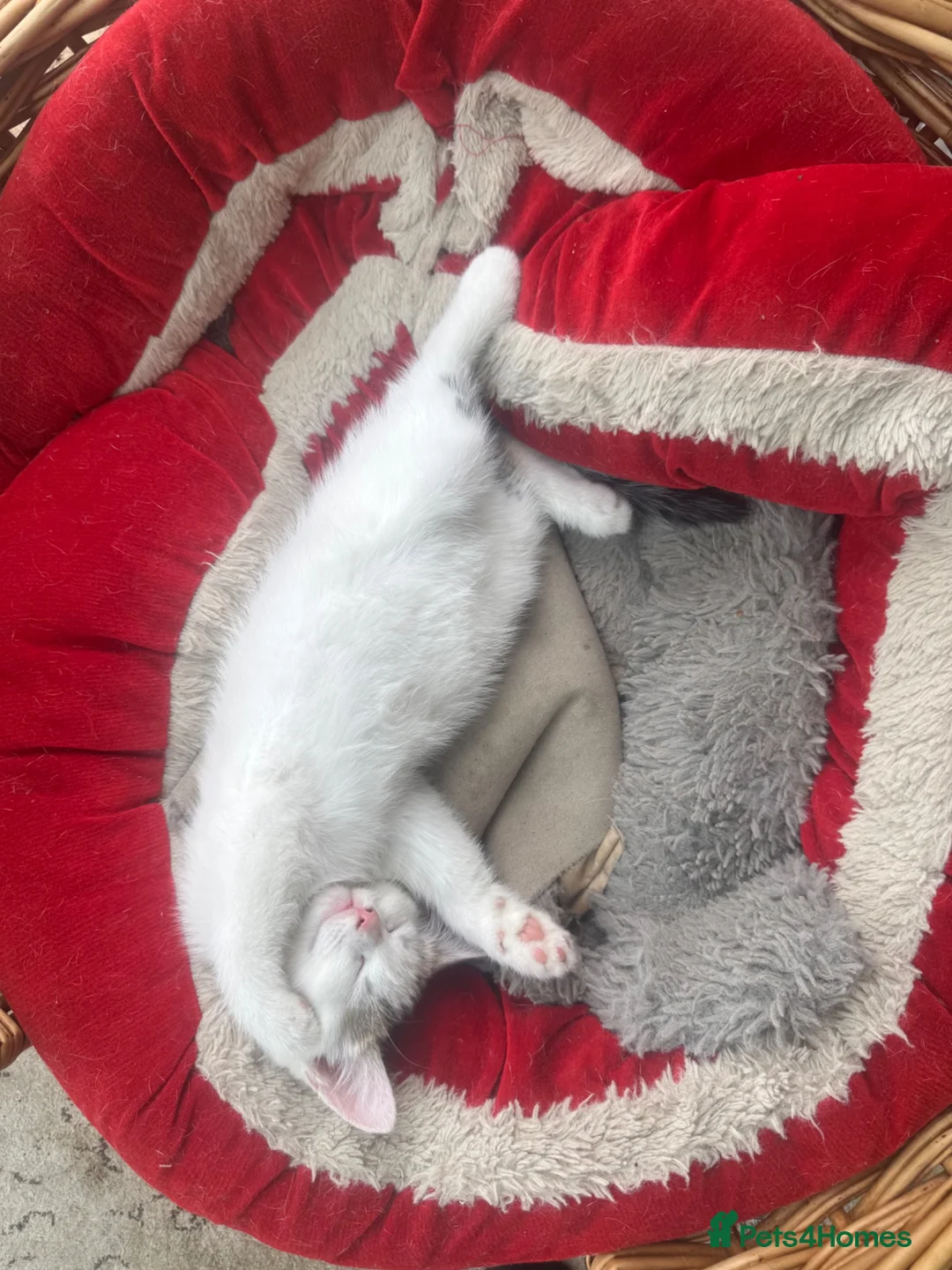 Mixed Breed cats for sale: Fluffy white and tabby super friendly kittens  in Rugby - Advert 2