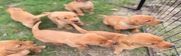 Labrador Retriever dogs for sale: Labrador Retriever puppies - Advert 10