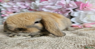 Mini Lop rabbits - Advert 15