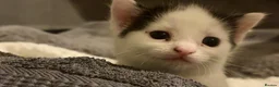 Domestic Shorthair cats for sale: Beautiful Male kitten  in Middlesbrough - Advert 4