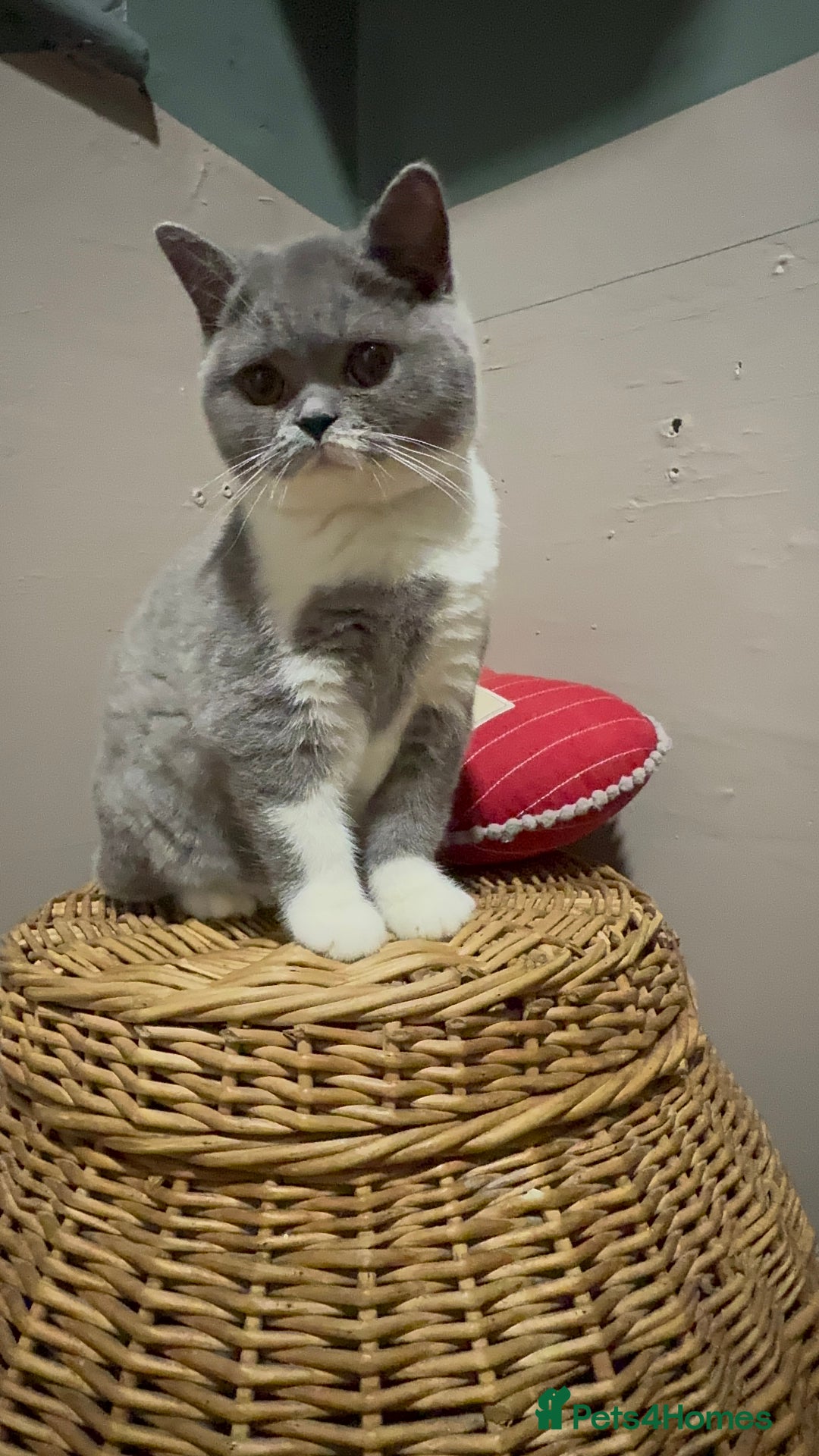 British Shorthair cats for sale: British short hair kittens  - Image 8
