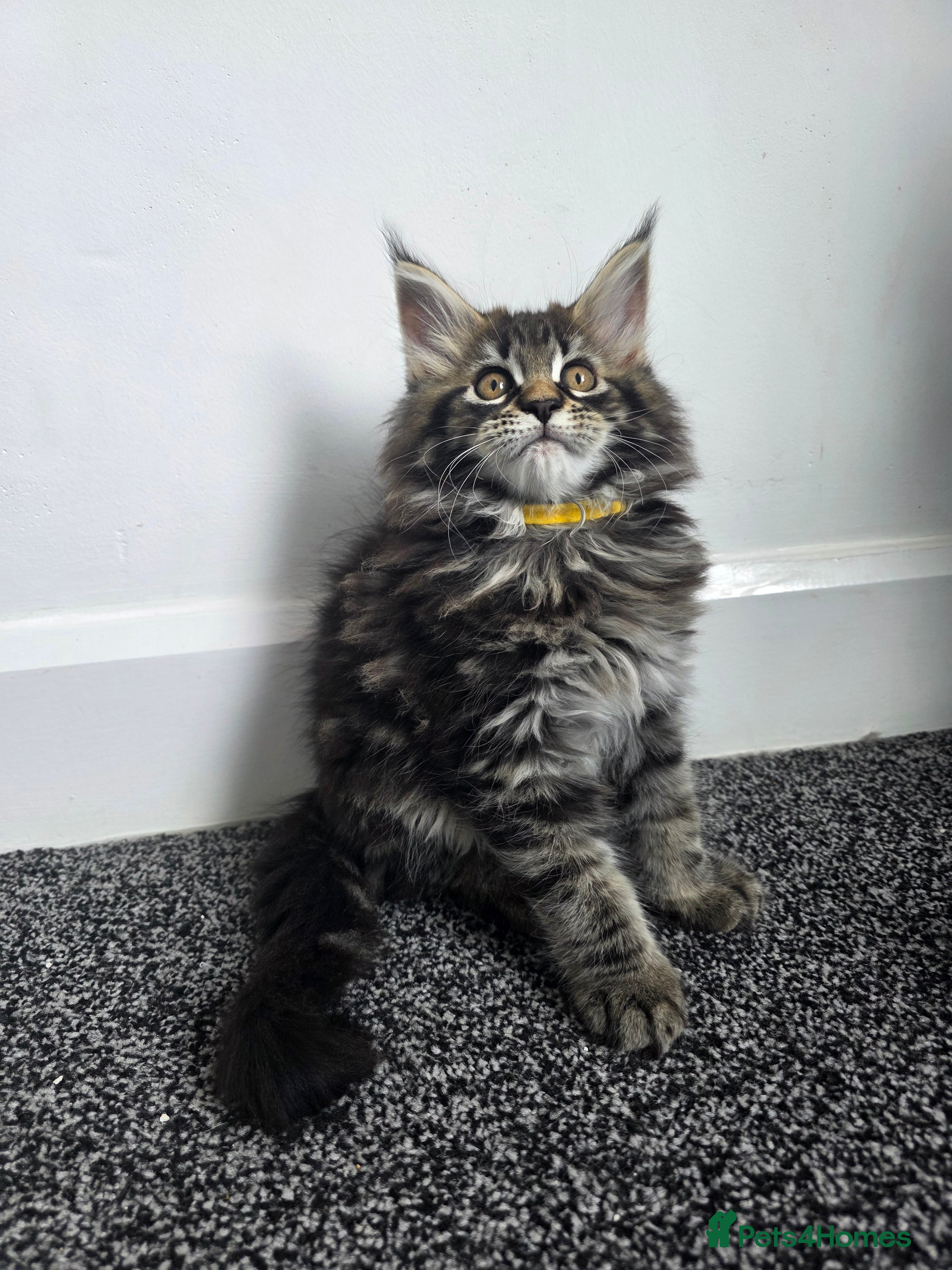 Maine Coon cats Maine coon pedigree kittens  - Advert 2