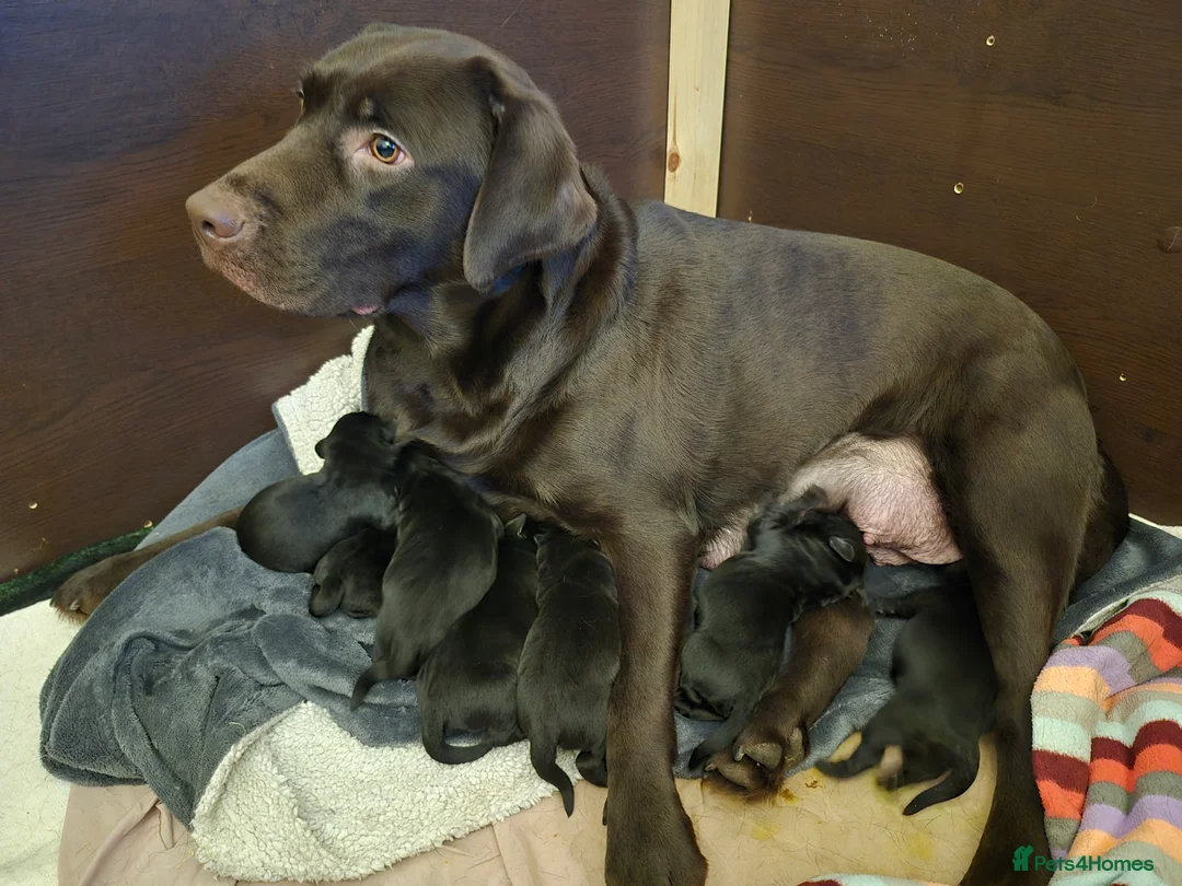 Labrador Retriever dogs for sale: Litter of 7 black labradors - Advert 1
