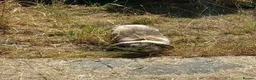 French Lop rabbits for sale: Pedigree French lop giant rabbit for sale - Advert 2