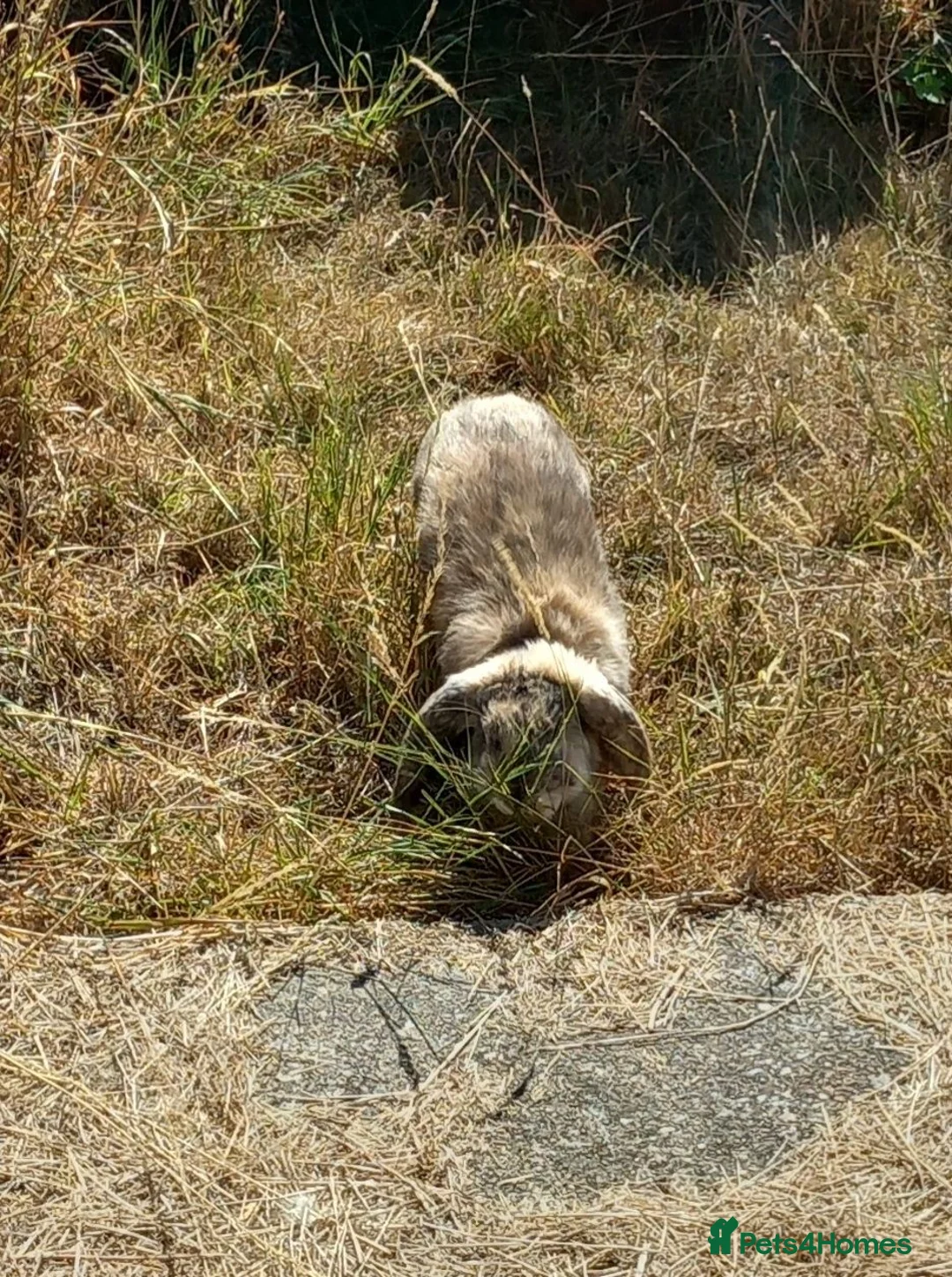 French Lop rabbits for sale: Pedigree French lop giant rabbit for sale - Advert 2