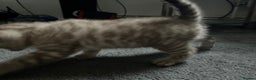 Bengal cats for sale: BIG BOY SNOW LYNX  - Advert 13