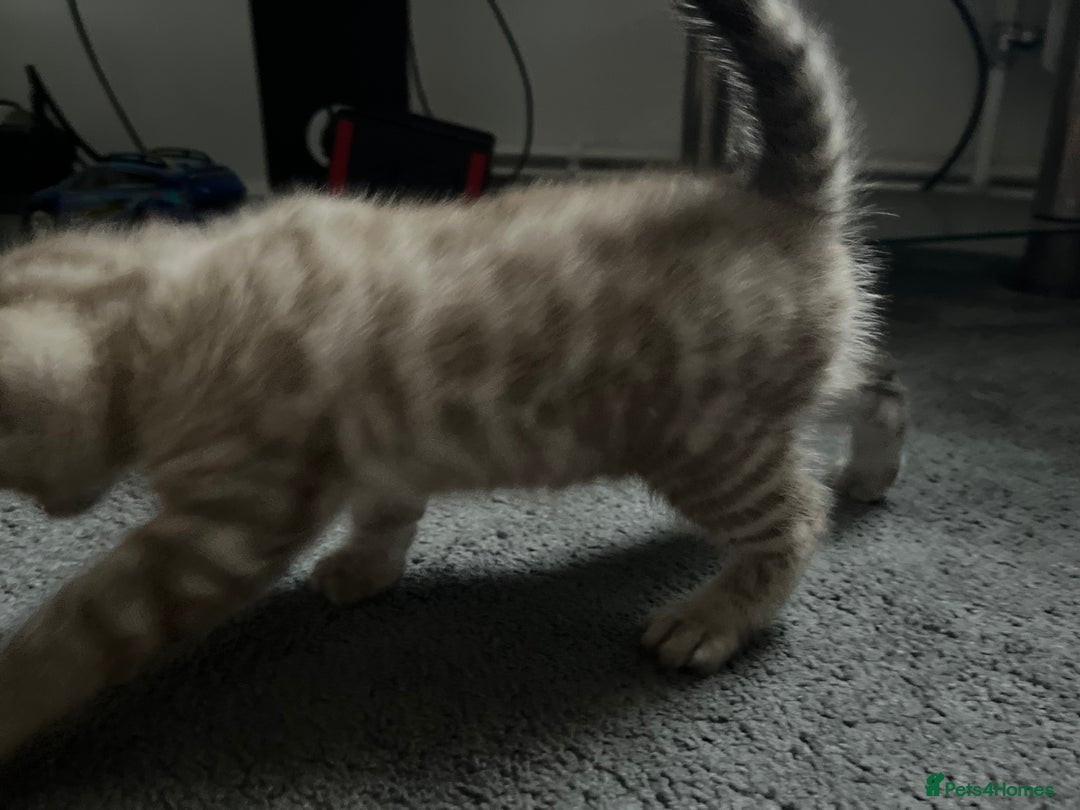 Bengal cats for sale: BIG BOY SNOW LYNX  - Advert 13