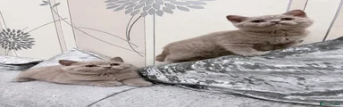 British Shorthair 2