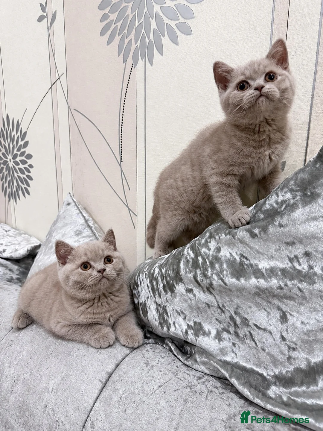 British Shorthair cats for sale: Two Beautiful British Shorthair Girls - Advert 6