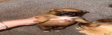 Mixed Breed 2