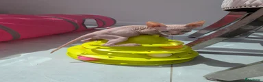 Sphynx Kitten 5