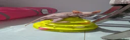 Sphynx cats for sale: 4 spynx kittens - Advert 10