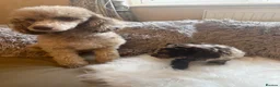 Cavapoo dogs for sale: 🤍 READY NOW MALES & FEMALES F1 CAVAPOOS 🤍 - Advert 34