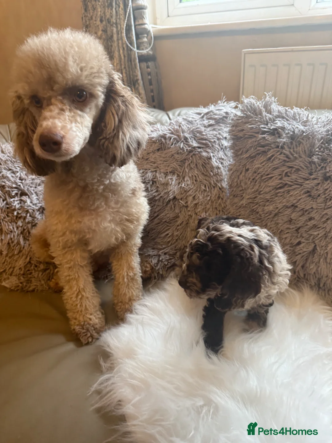 Cavapoo dogs for sale: 🤍 READY NOW MALES & FEMALES F1 CAVAPOOS 🤍 - Advert 34