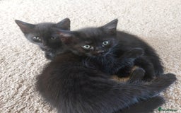 Mixed Breed cats for sale: Ragdoll x black tabby  - Image 1