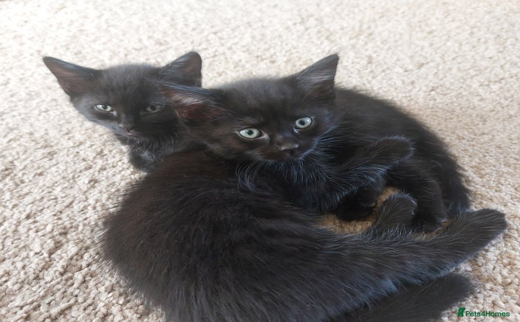 Mixed Breed cats - Advert 6