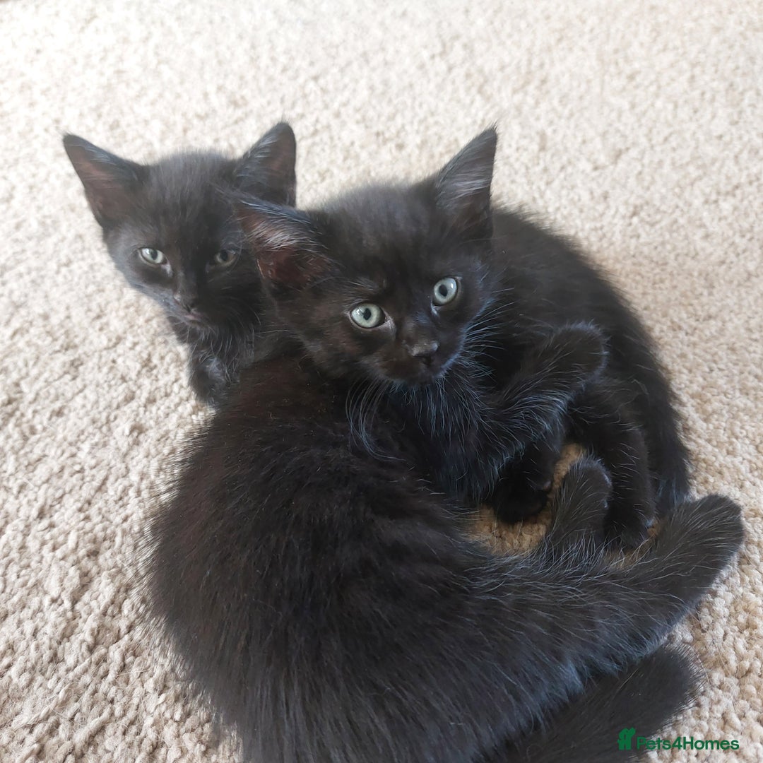 Mixed Breed cats for sale: Ragdoll x black tabby  - Image 1