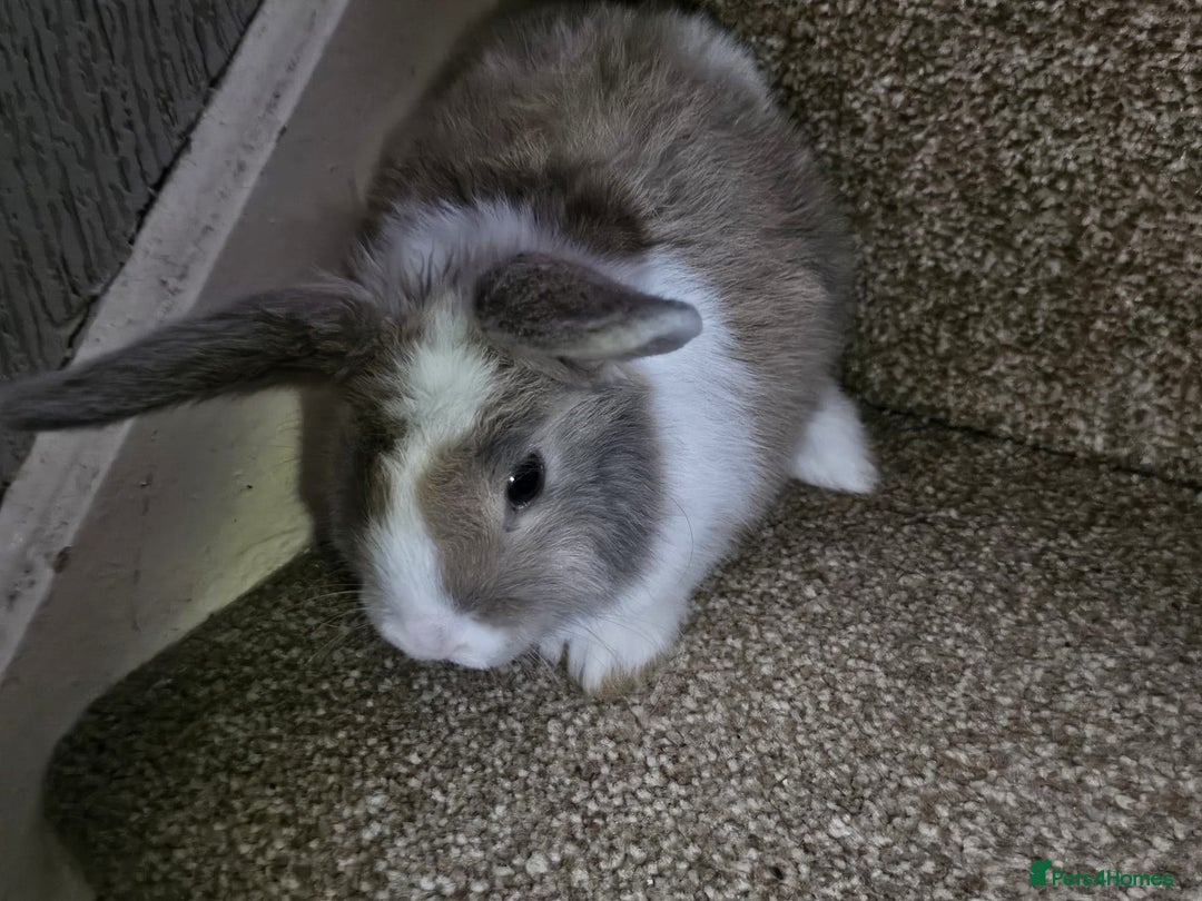 Mini Lion Lop rabbits for sale: Litter of mini lion lop rabbits - Image 7