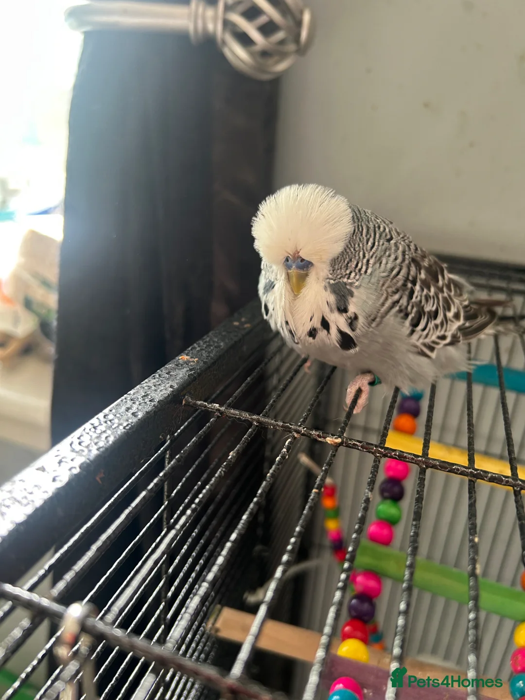 Budgerigars birds for sale: 6 budgies  - Advert 5
