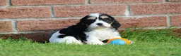 Cavachon dogs for sale: Beautiful Cavachon puppies for sale - Advert 17