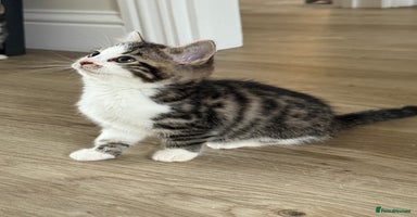 Bengal cats - Advert 35