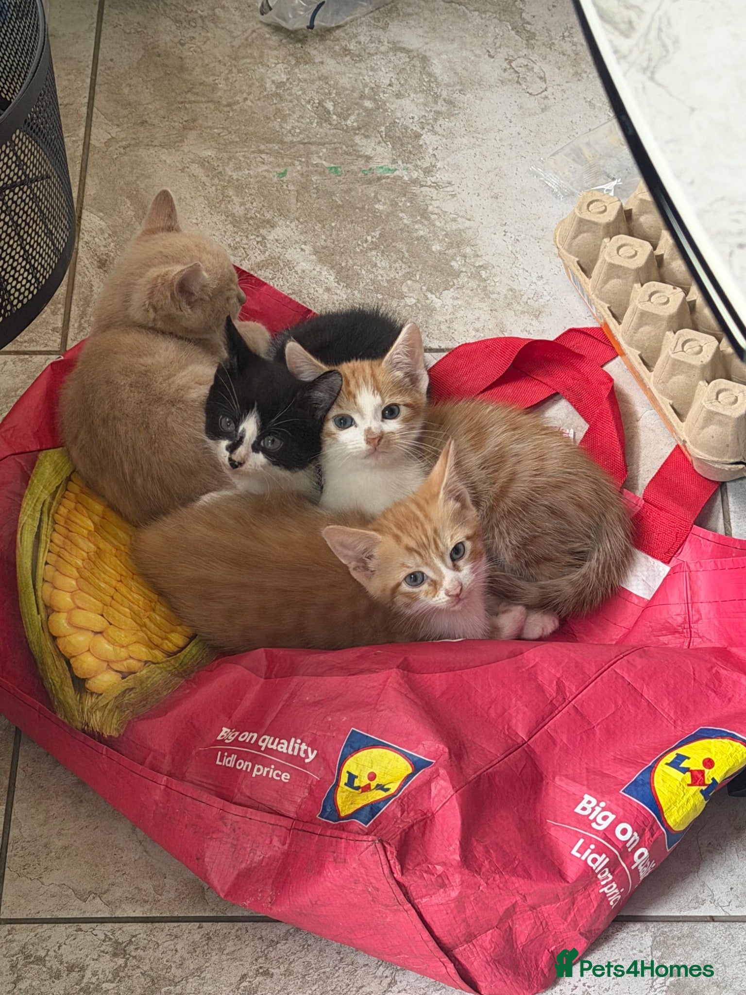 Domestic Shorthair cats Beautiful kittens Looking for Their Forever Homes - Advert 11