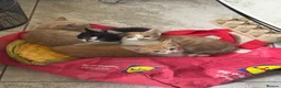 Domestic Shorthair cats for sale: Beautiful kittens Looking for Their Forever Homes - Advert 1