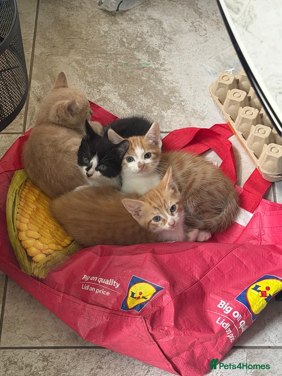 Domestic Shorthair cats for sale: Beautiful kittens Looking for Their Forever Homes - Advert 1