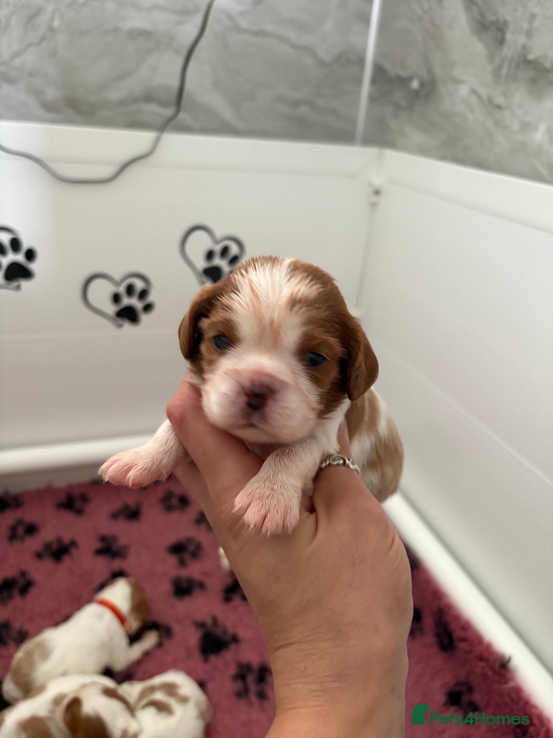 Cavalier King Charles Spaniel dogs for sale: Beautiful Cavalier King Charles Spaniels - Image 6
