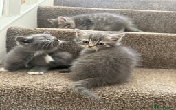 Persian cats for sale: Beautiful Half Persian kittens for sale.  - Image 7
