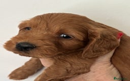 Cockapoo dogs for sale: Gorgeous F1 Cockapoo babies - DNA clear - Image 6