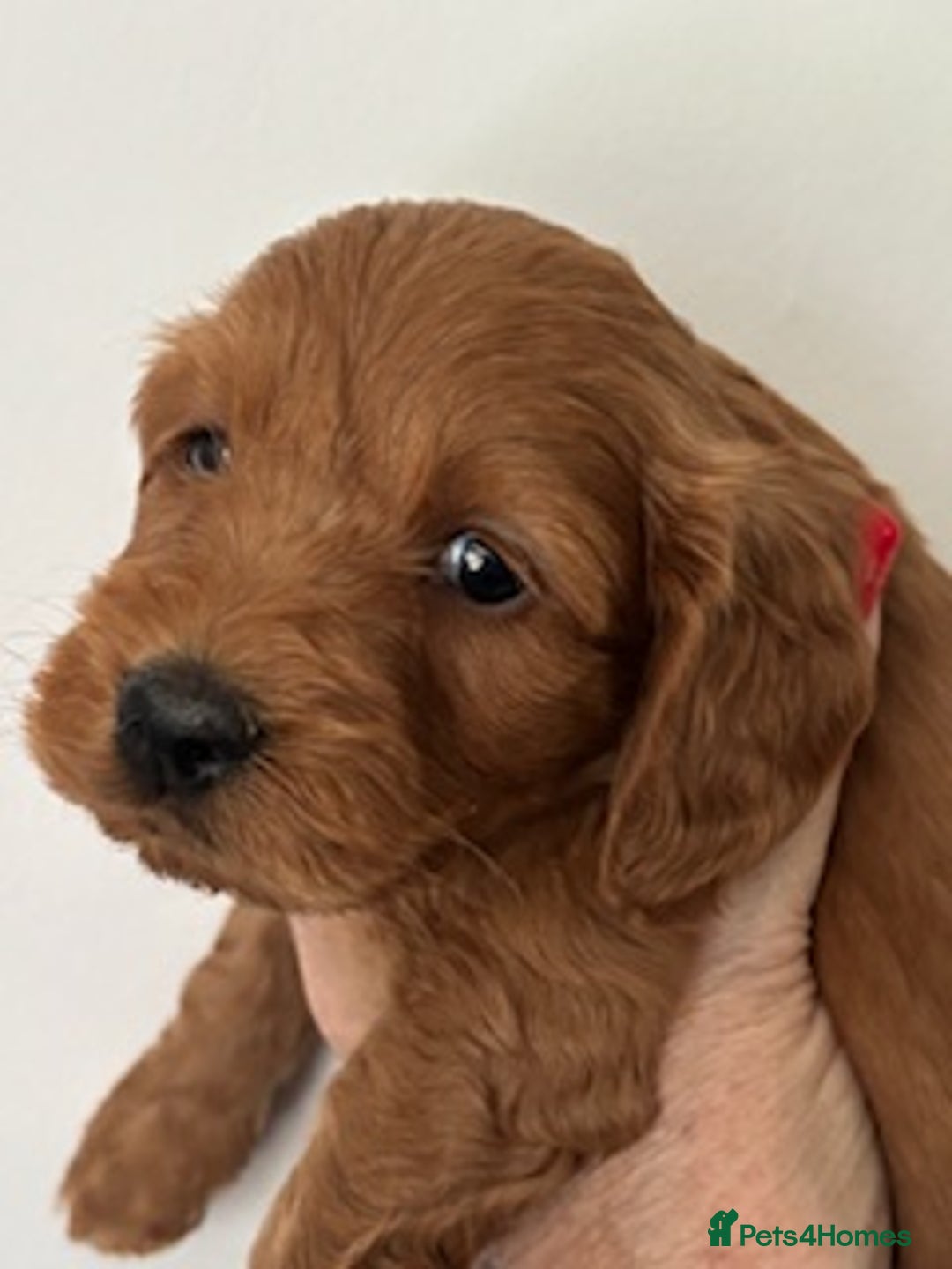 Cockapoo dogs for sale: Gorgeous F1 Cockapoo babies - DNA clear - Image 6