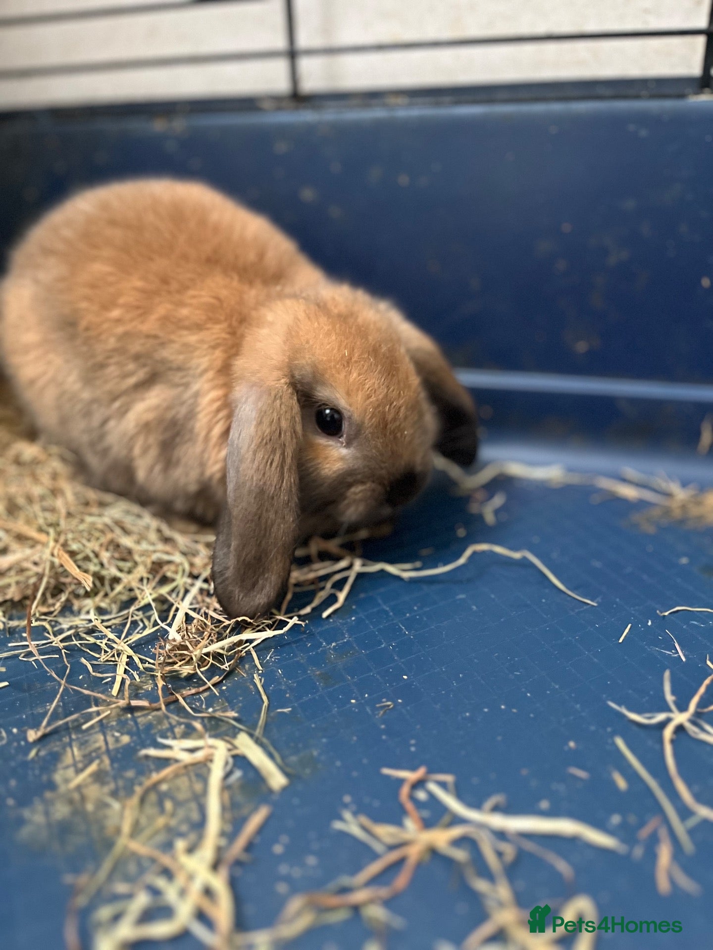 Mini Lop rabbits Gorgeous Mini Lop Babies Ready Now! - Advert 3