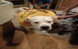American Bull Staffy dogs for sale: American Staffie Bully Need a new home ASAP  - Image 2