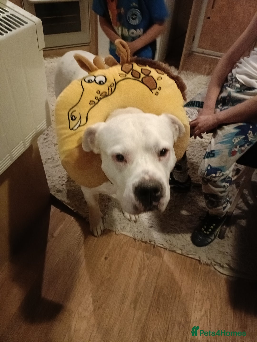 American Bull Staffy dogs for sale: American Staffie Bully Need a new home ASAP  - Image 2