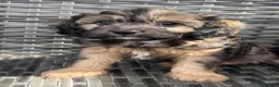 Cavapoo dogs for sale: Amazing coloured fi cavapoo health tested parents  - Advert 3