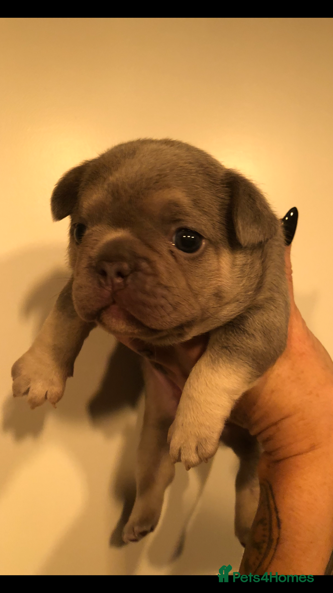 French Bulldog dogs for sale: Two boys  - Advert 8