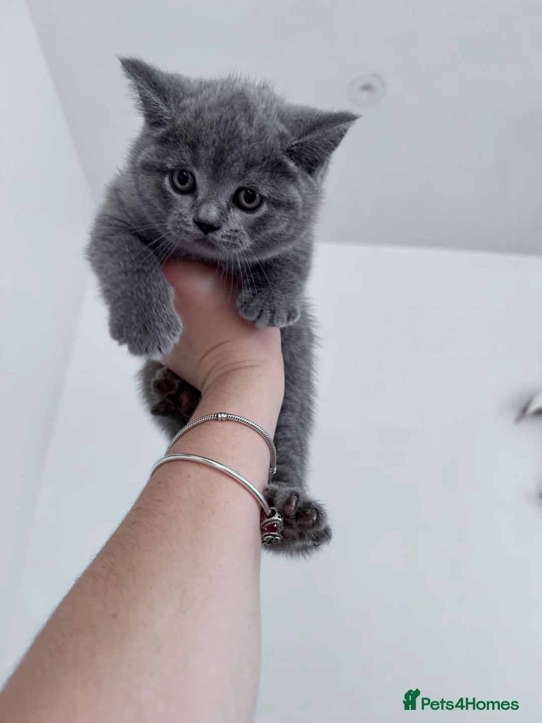 British Shorthair cats for sale: 🐾 Exceptional Blue British Shorthair Kittens 🐾 in London - Advert 6