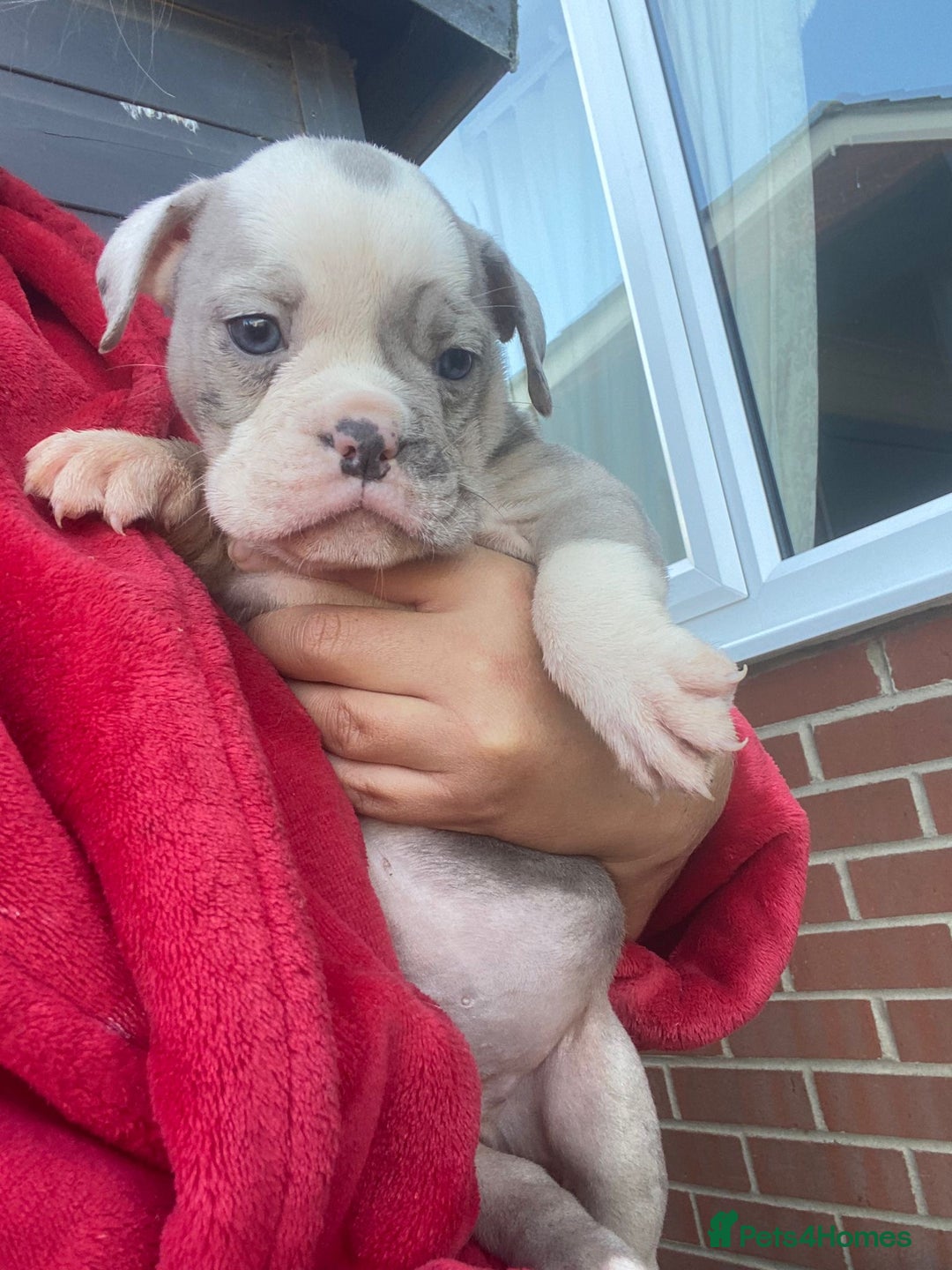 Olde English Bulldogge dogs for sale: Old English Bulldog Puppy’s  - Image 11